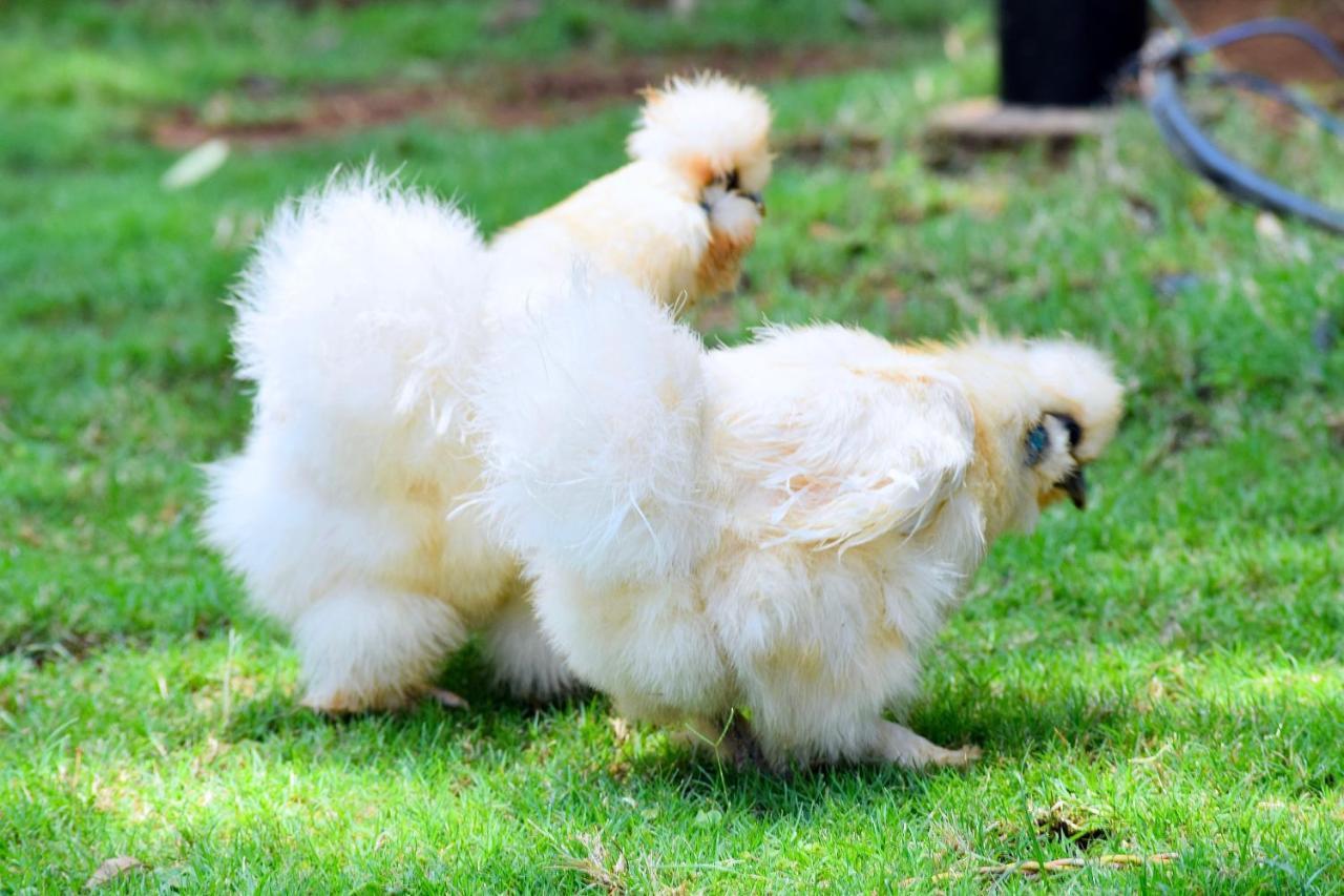 Manas Resort With Petting Zoo, Igatpuri Dış mekan fotoğraf